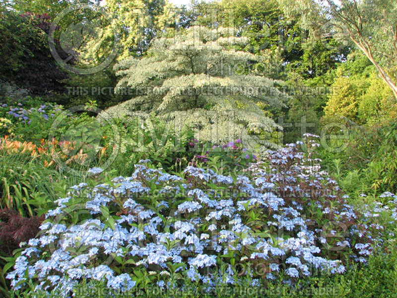 Hydrangea Blue Deckle (Bigleaf Hydrangea) 1