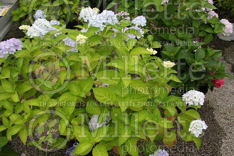 Hydrangea Blushing Bride (Bigleaf Hydrangea Mophead 2