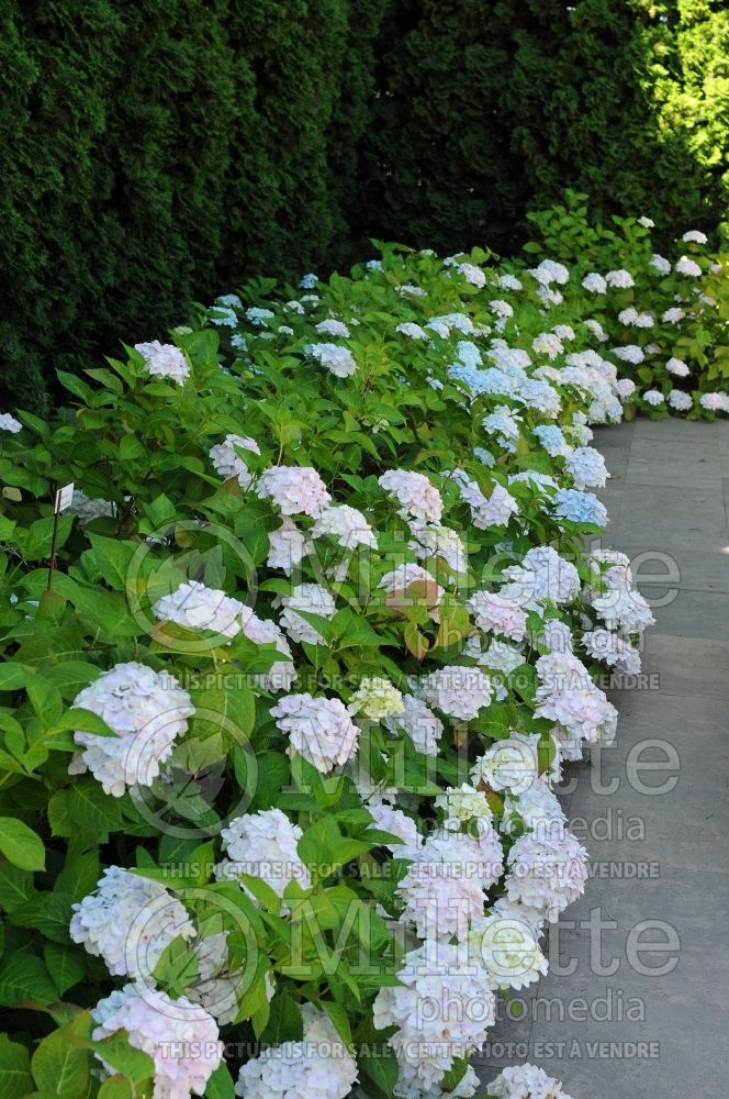 Hydrangea Blushing Bride (Bigleaf Hydrangea Mophead 1