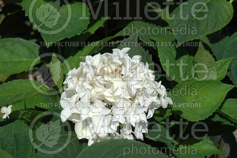 Hydrangea Blushing Bride (Bigleaf Hydrangea Mophead 3