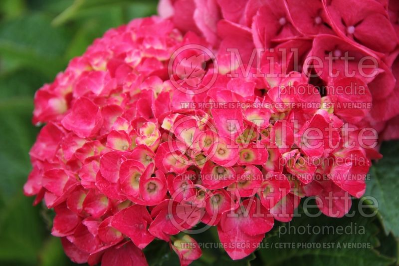 Hydrangea CityLine Paris (Bigleaf Hydrangea Mophead) 1