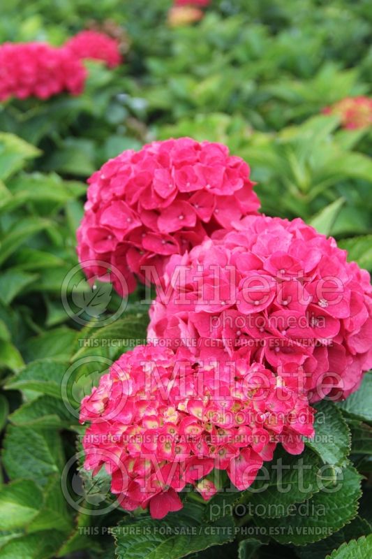 Hydrangea CityLine Paris (Bigleaf Hydrangea Mophead) 2