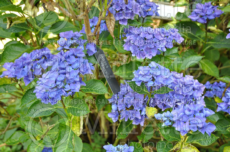 Hydrangea Cityline Venice (Bigleaf Hydrangea Mophead) 3