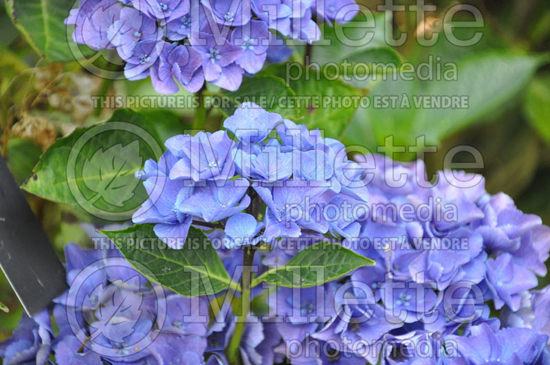 Hydrangea Cityline Venice (Bigleaf Hydrangea Mophead) 2