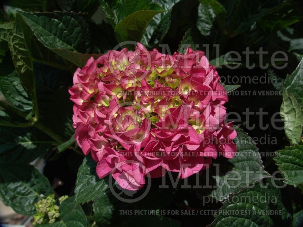 Hydrangea Color Fantasy (Hydrangea) 2