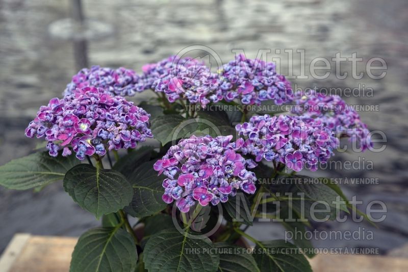 Hydrangea Curly Wurly Pink (Bigleaf Hydrangea Mophead) 1 