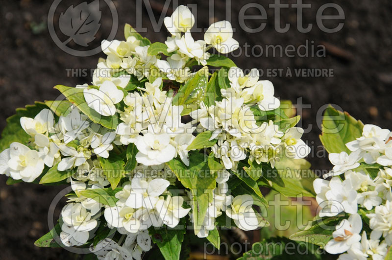 Hydrangea Dancing Snow or Wedding Gown (Hydrangea) 1