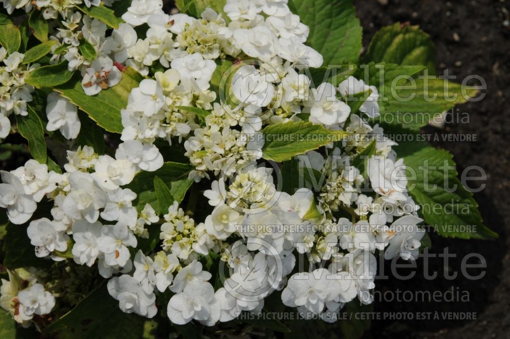 Hydrangea Dancing Snow or Wedding Gown (Hydrangea) 2