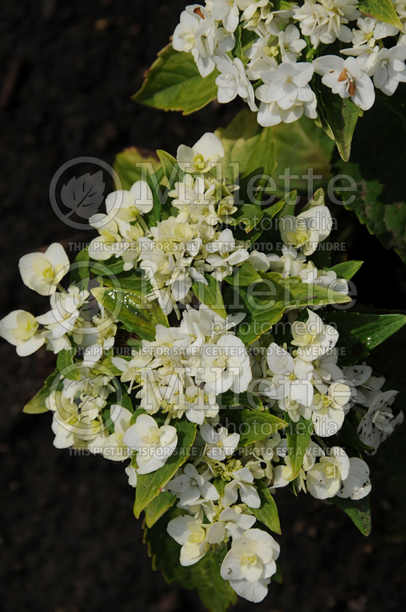 Hydrangea Dancing Snow aka Wedding Gown (Hydrangea) 3