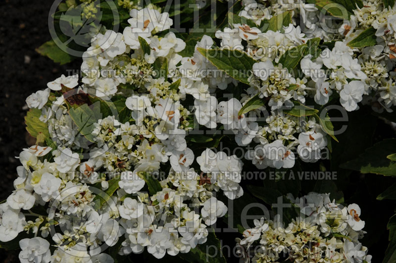 Hydrangea Dancing Snow or Wedding Gown (Hydrangea) 4