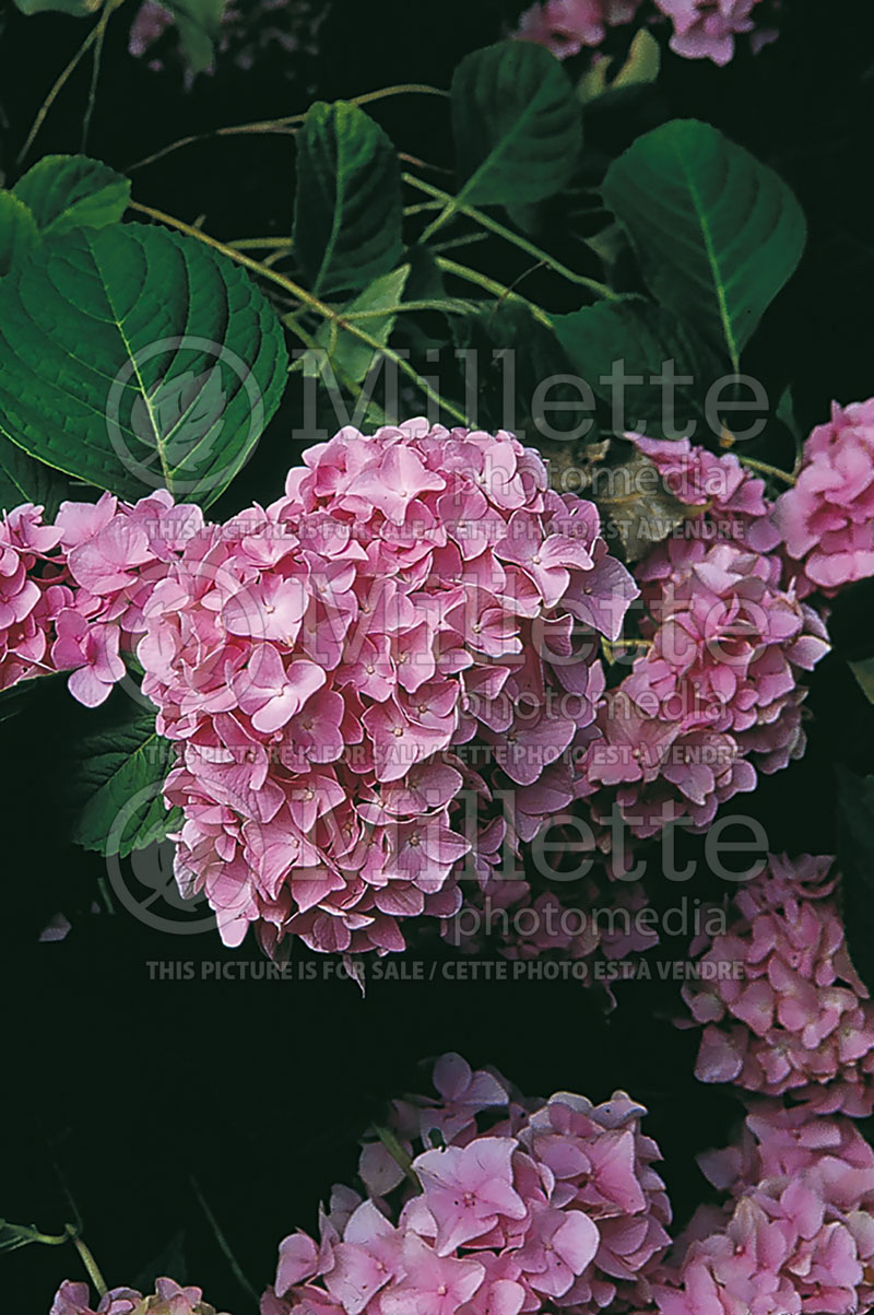 Hydrangea Dooley (Bigleaf Hydrangea Mophead) 1 