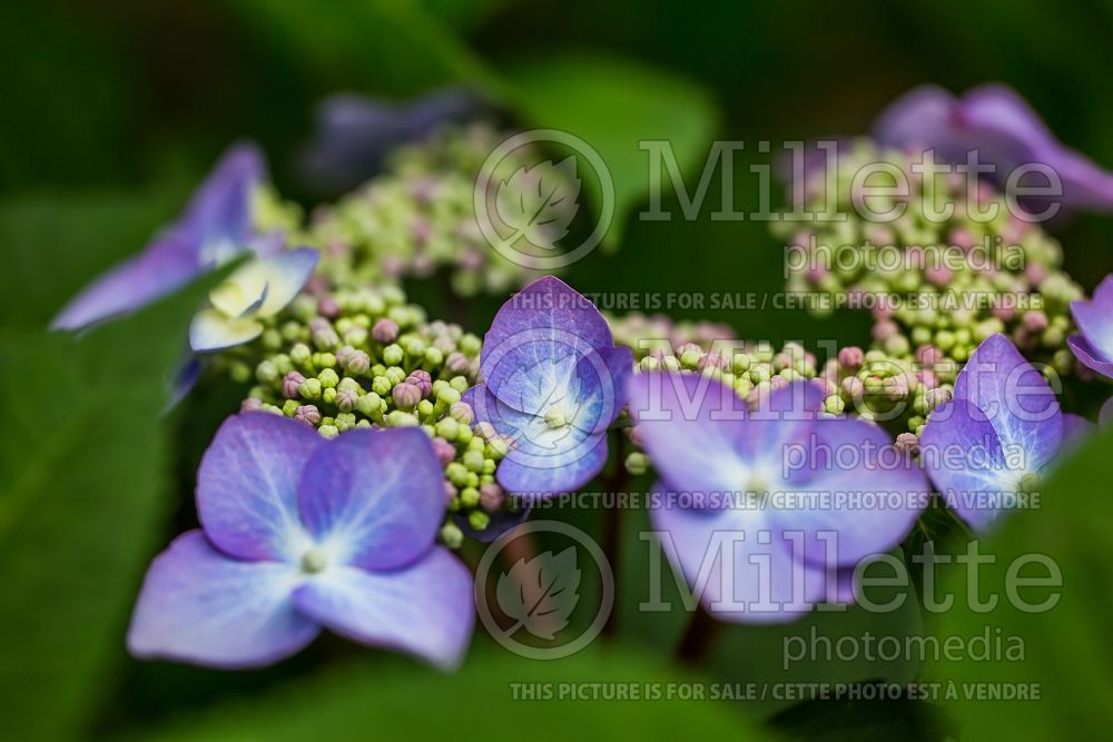 Hydrangea Twist-n-Shout (Hydrangea Mopheads) 13