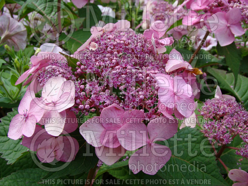 Hydrangea Twist-n-Shout (Hydrangea Mopheads) 7