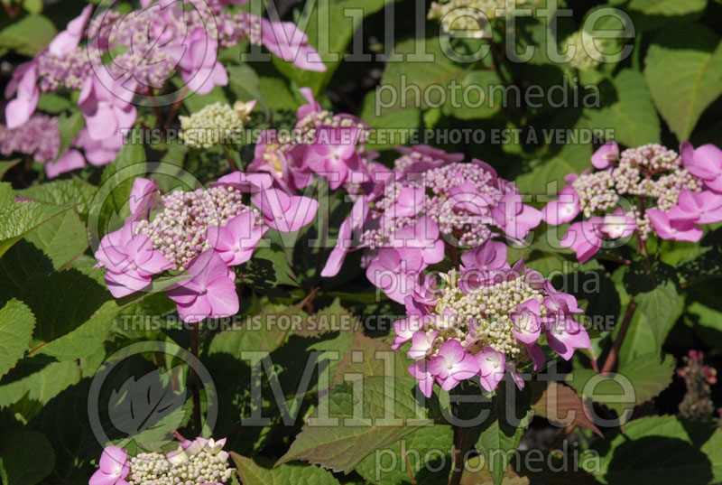 Hydrangea Twist-n-Shout (Hydrangea Mopheads) 5