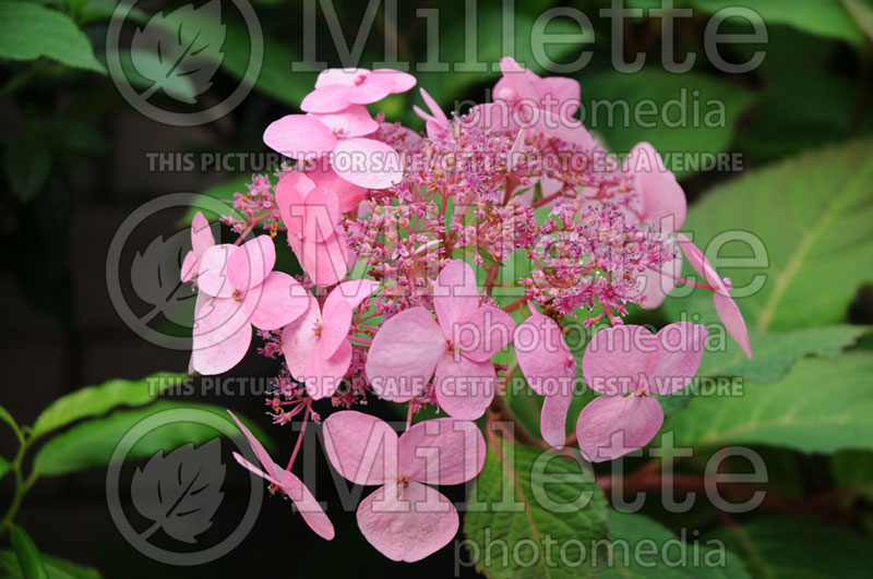 Hydrangea Twist-n-Shout (Hydrangea Mopheads) 6