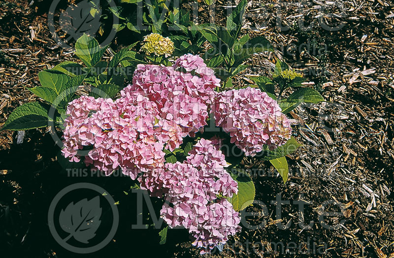 Hydrangea You and Me Together (Hydrangea Mophead) 7  