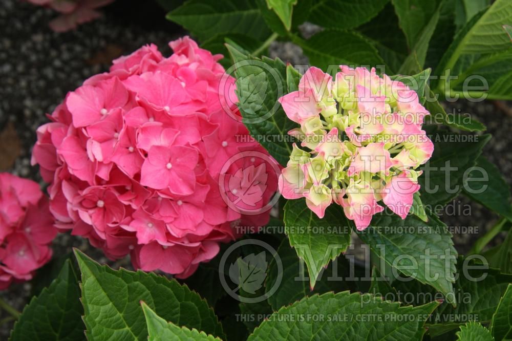 Hydrangea Glowing Embers (Bigleaf Hydrangea Mophead) 1