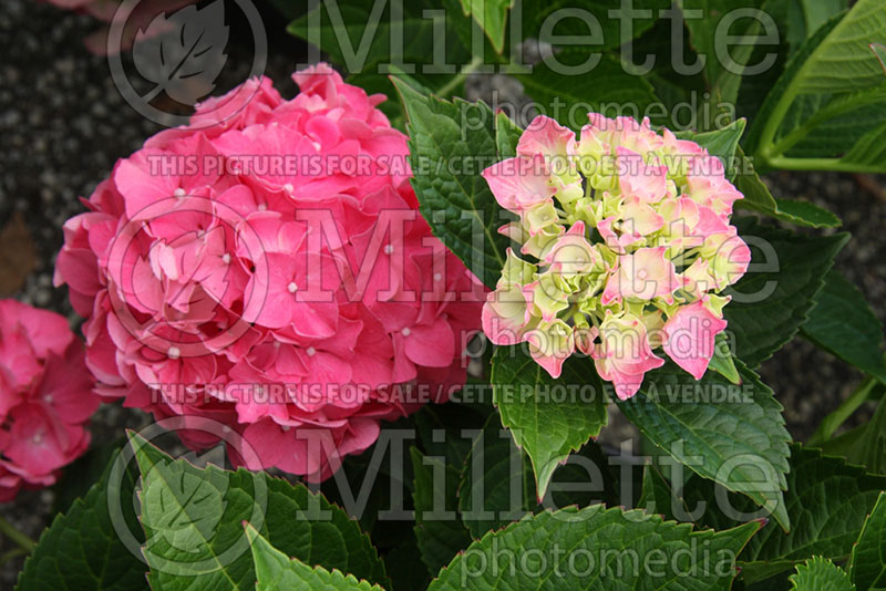 Hydrangea Glowing Embers (Bigleaf Hydrangea Mophead) 1