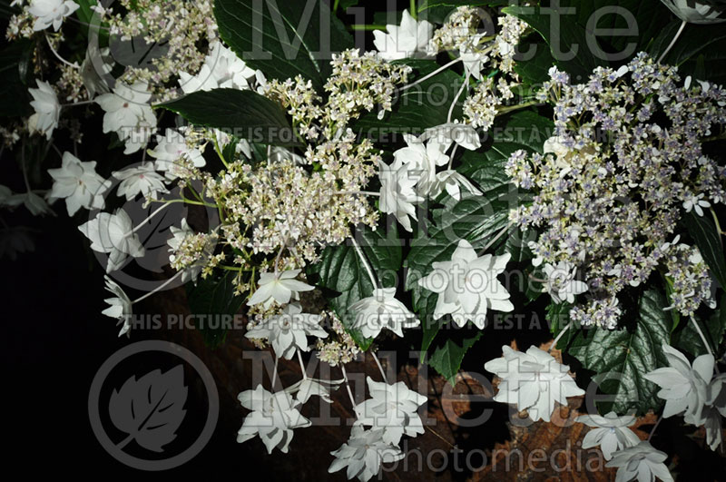 Hydrangea Hanabi or Shooting Star (Bigleaf Hydrangea Mophead) 1 