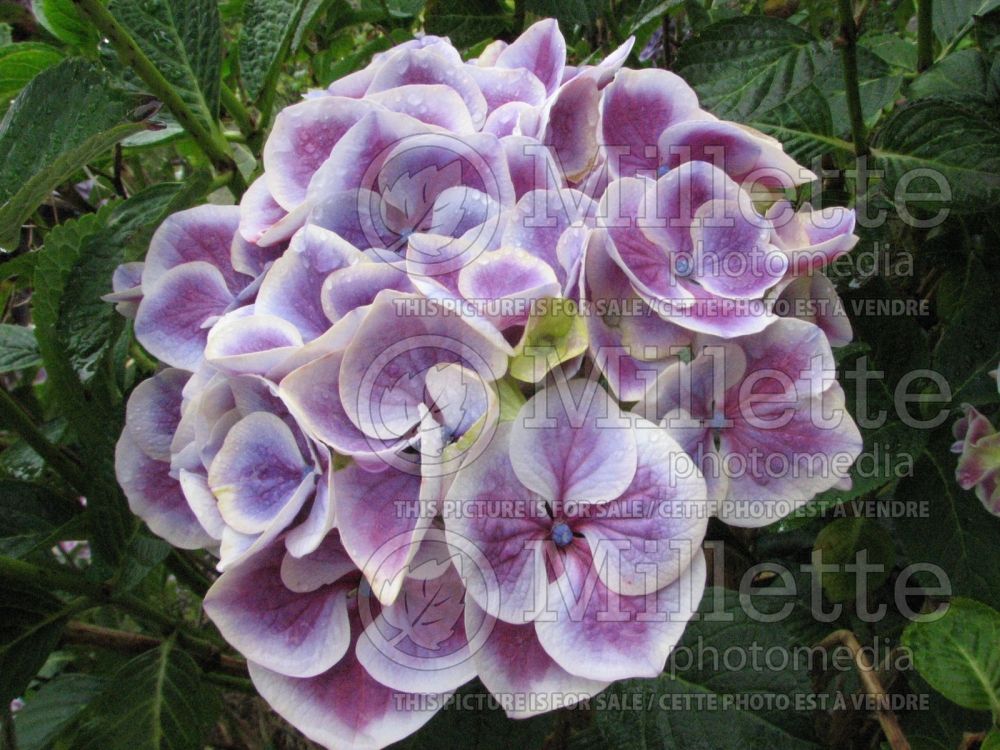 Hydrangea Harlequin (Bigleaf Hydrangea Mophead) 1