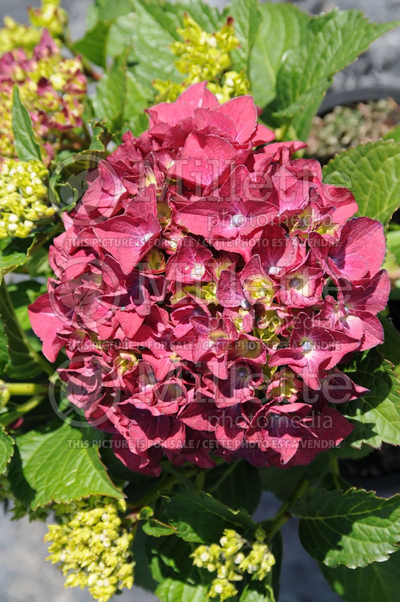 Hydrangea Hot Red (Bigleaf Hydrangea Mophead)  2 