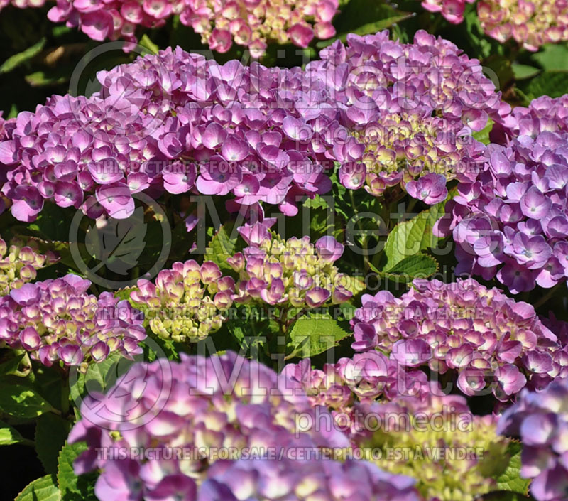 Hydrangea Jelena (Bigleaf Hydrangea Mophead) 2 