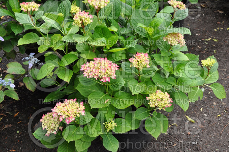 Hydrangea Jelena (Bigleaf Hydrangea Mophead) 1 