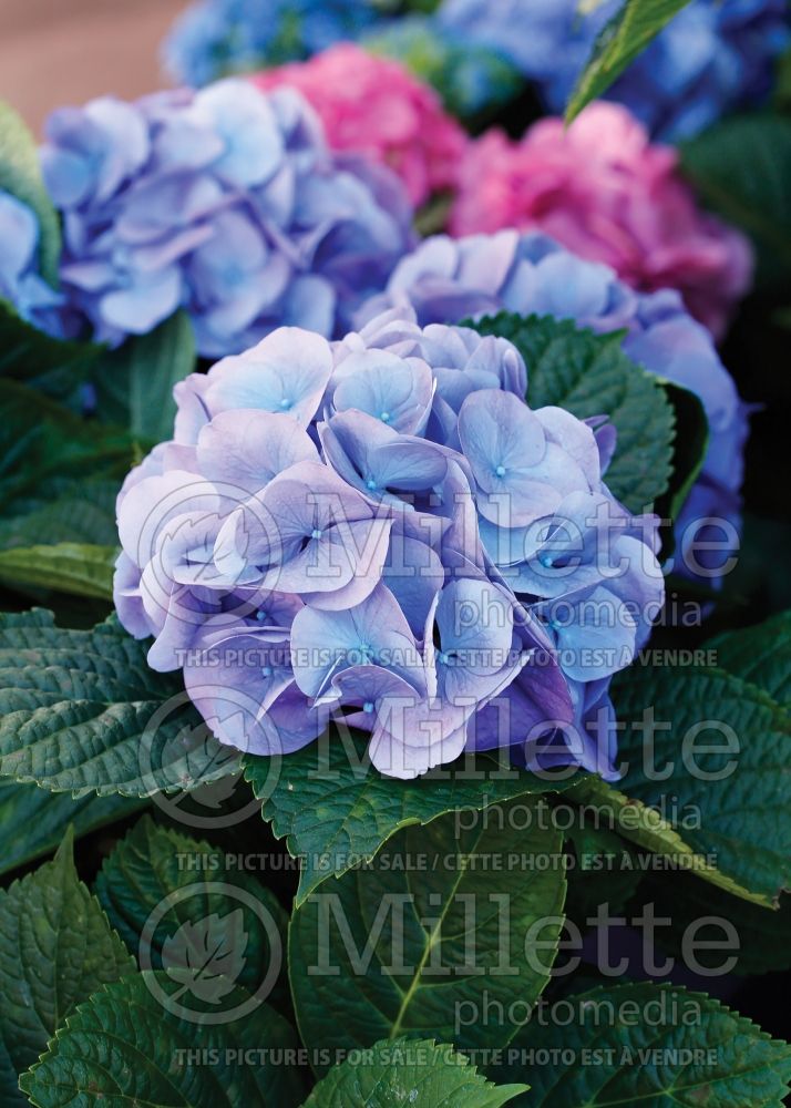 Hydrangea Lindsey Ann aka L.A. Dreamin (Hydrangea) 1