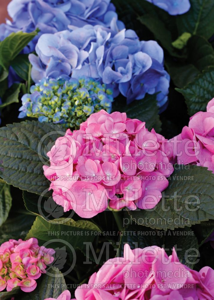 Hydrangea Lindsey Ann aka L.A. Dreamin (Hydrangea) 2