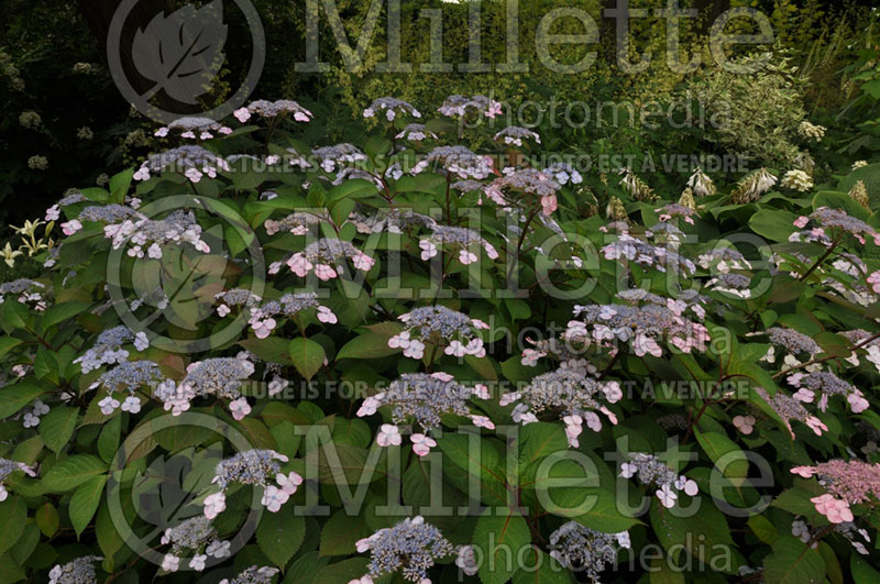 Hydrangea Lady in Red (Panicle Hydrangea)  1