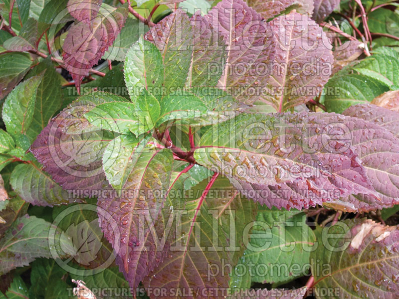 Hydrangea Lady in Red (Panicle Hydrangea)  2