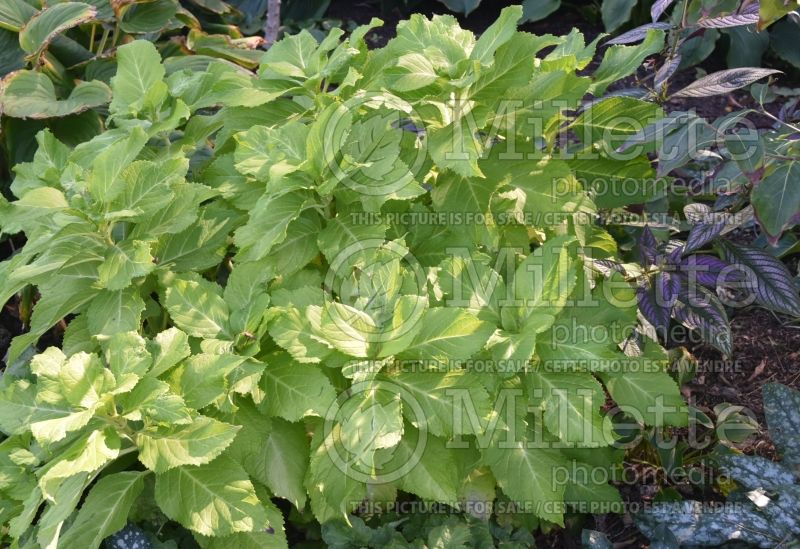 Hydrangea Lemon Daddy (Panicle Hydrangea)  2