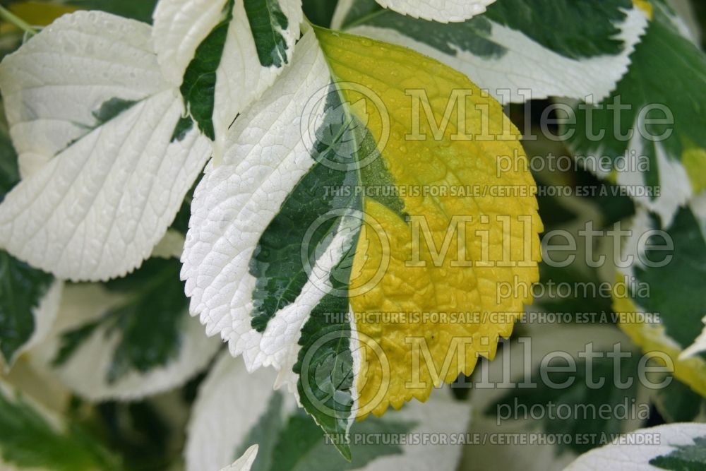 Hydrangea Lemon Wave (Hydrangea) 3 