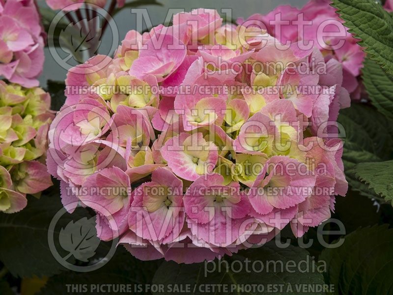 Hydrangea Let's Dance Big Easy (Bigleaf Hydrangea Mophead) 1 