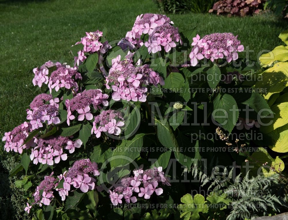 Hydrangea Let's Dance Diva (Hydrangea) 1