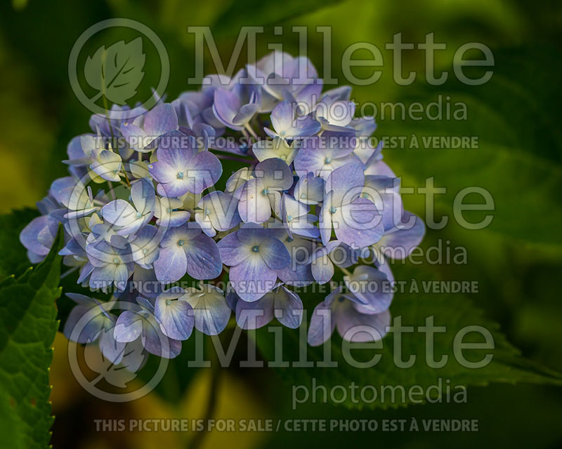 Hydrangea Let's Dance Moonlight (Panicle Hydrangea)  1