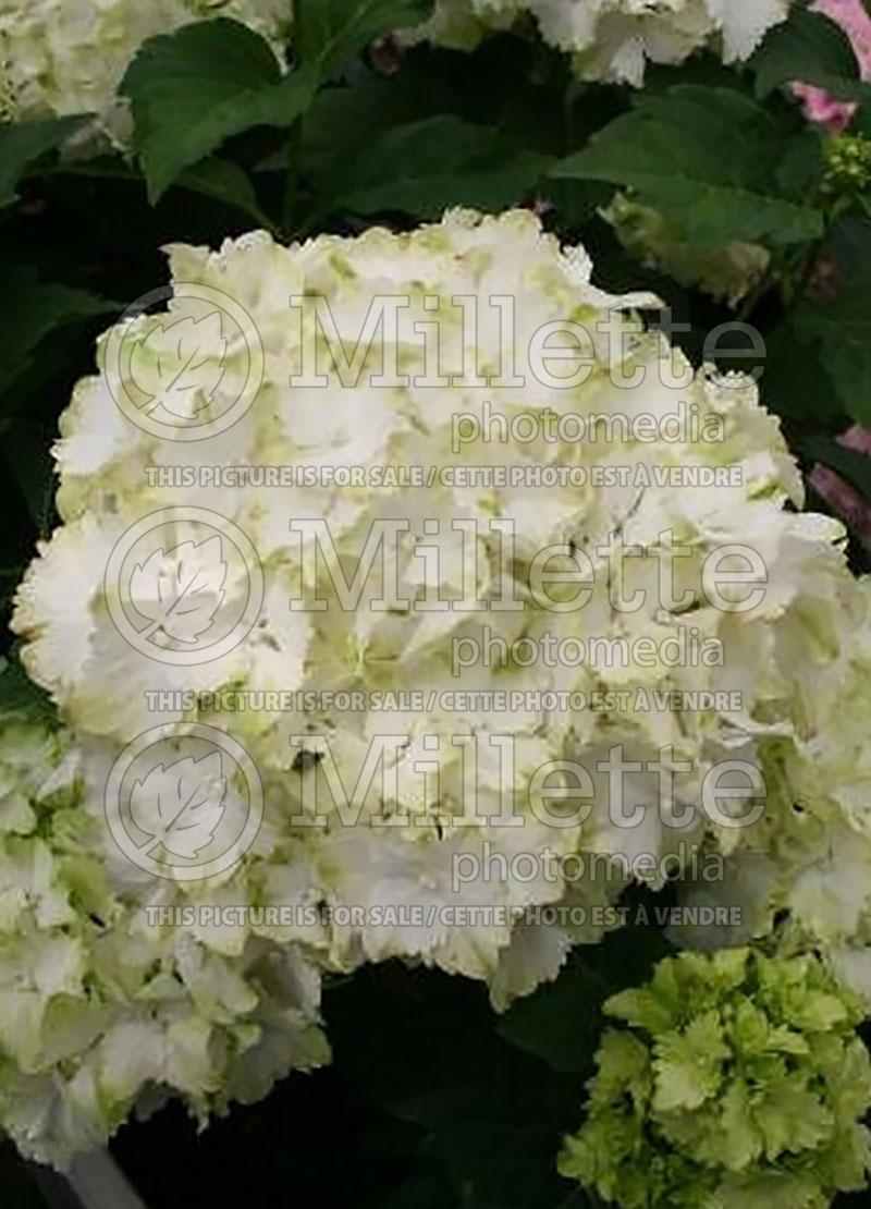 Hydrangea Magical Jade (Bigleaf Hydrangea Mophead)  1