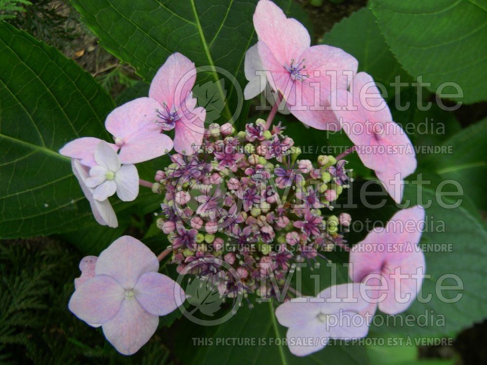 Hydrangea Mariesii Perfecta (Bigleaf Hydrangea Mophead) 1 