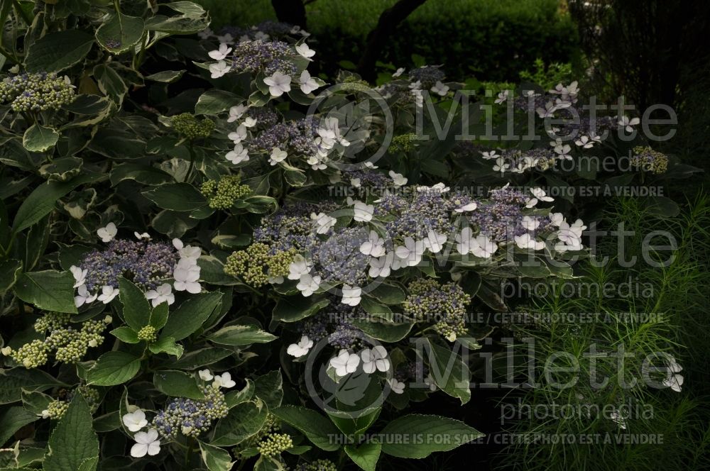 Hydrangea Mariesii Variegata (Panicle Hydrangea) 4