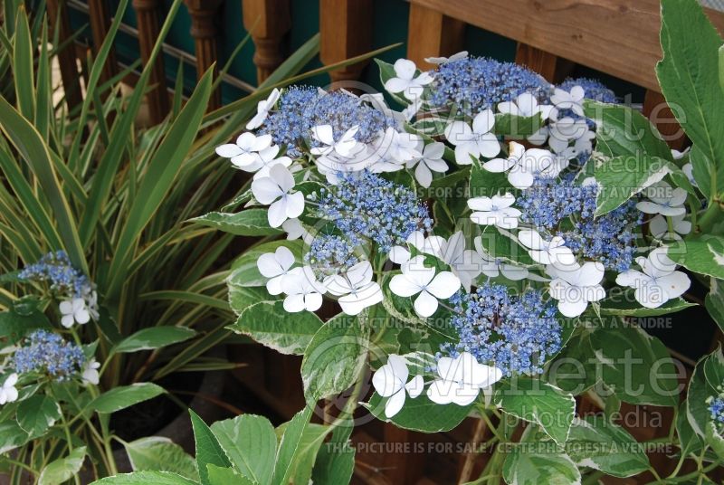 Hydrangea Mariesii Variegata (Panicle Hydrangea)  1