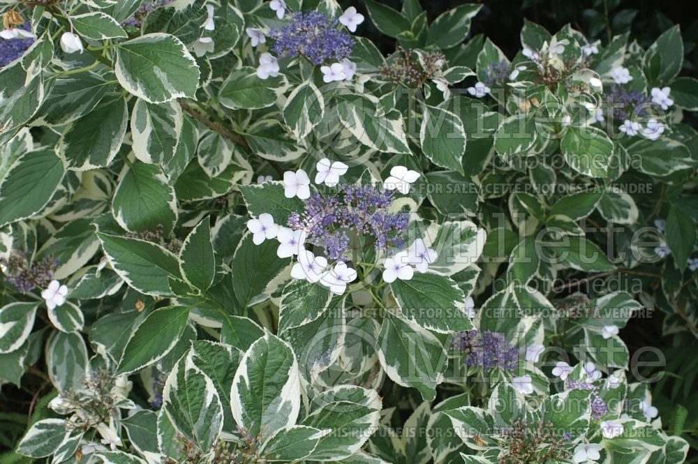 Hydrangea Mariesii Variegata (Panicle Hydrangea)  2