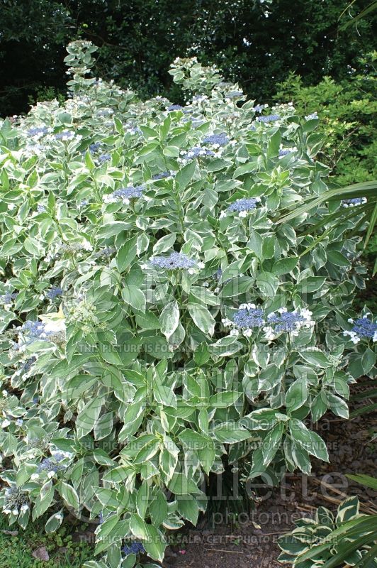 Hydrangea Mariesii Variegata (Panicle Hydrangea)  3