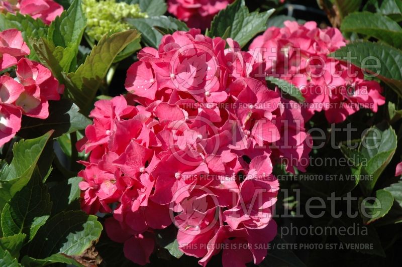 Hydrangea Masja  (Bigleaf Hydrangea Mophead) 1 