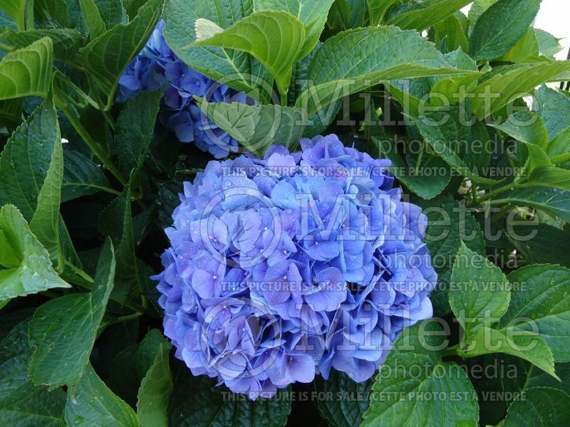 Hydrangea Nikko Blue (Hydrangea)  12