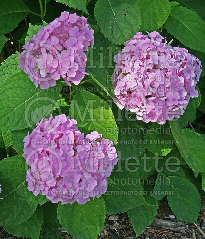 Hydrangea Nikko Blue (Hydrangea)  2