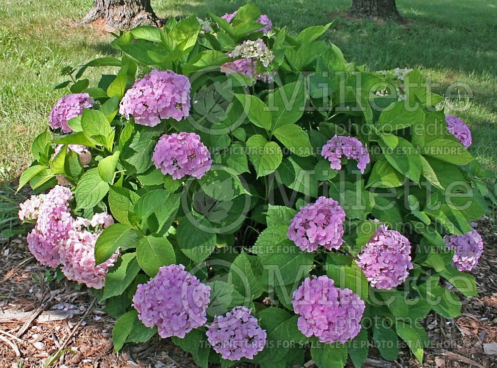 Hydrangea Nikko Blue (Hydrangea)  1