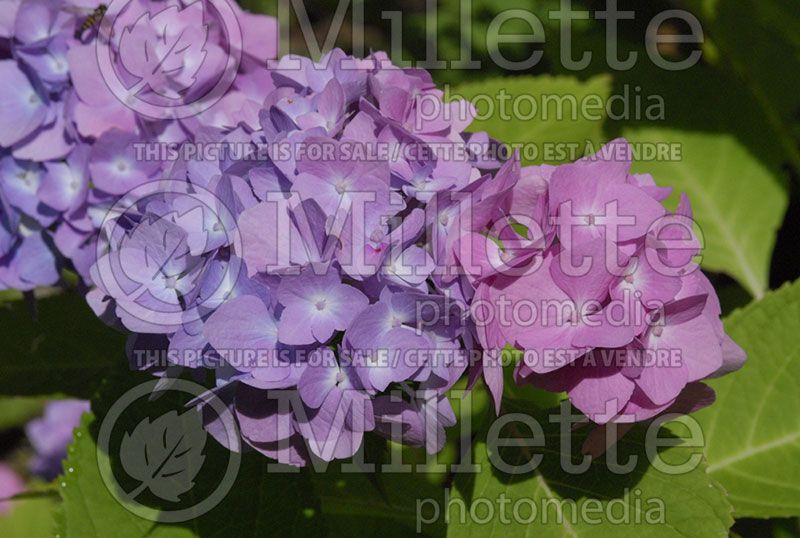 Hydrangea Nikko Blue (Hydrangea)  4