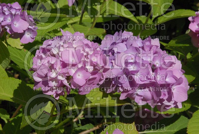 Hydrangea Nikko Blue (Hydrangea)  5