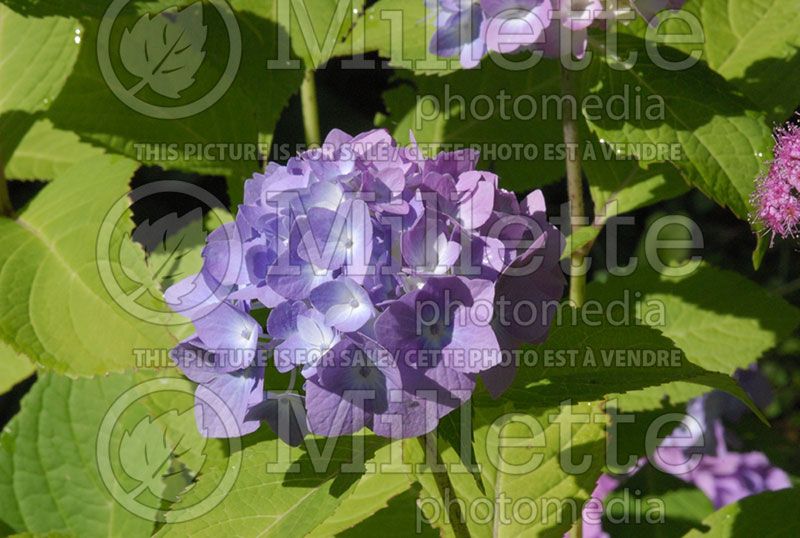 Hydrangea Nikko Blue (Hydrangea)  6