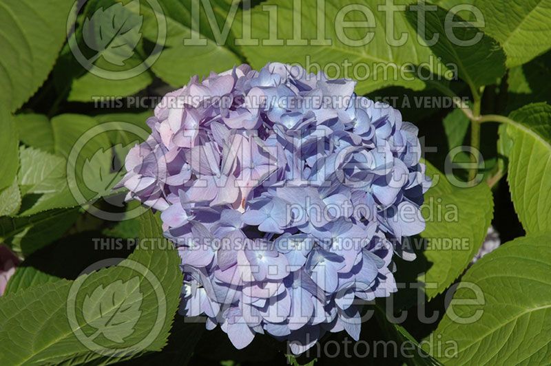 Hydrangea Nikko Blue (Hydrangea)  3